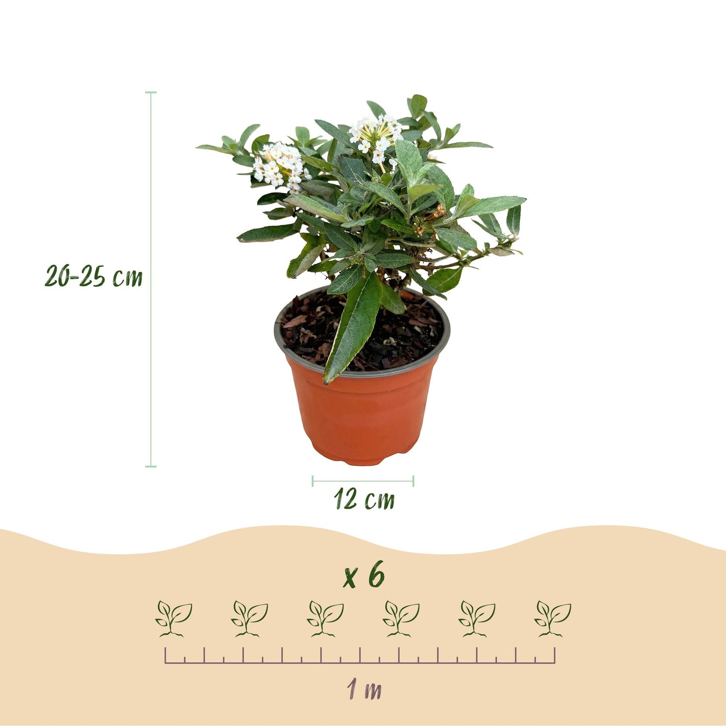 Green boutiQ - Tuinplant - Buddleja davidii Butterfly Candy Little White - Vlinderstruik - Compact - Wit - 3 Planten - Pot 12cm - Hoogte 20-25cm