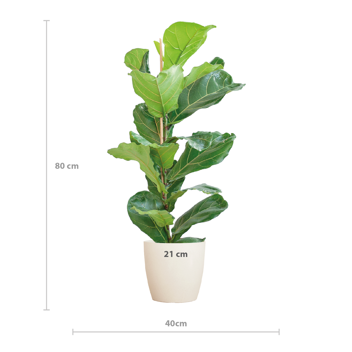 Ficus Lyrata met Potter pot wit - 80cm - Ø21
