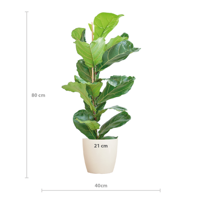 Ficus Lyrata met Potter pot wit - 80cm - Ø21
