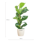 Ficus Lyrata met Potter pot wit - 80cm - Ø21