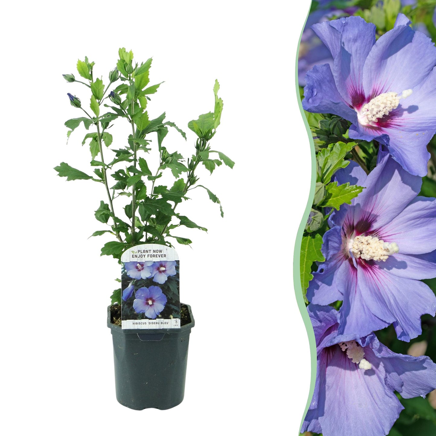Hibiscus syriacus 'Oiseau Blue' - Altheastruik - hoogte 45cm