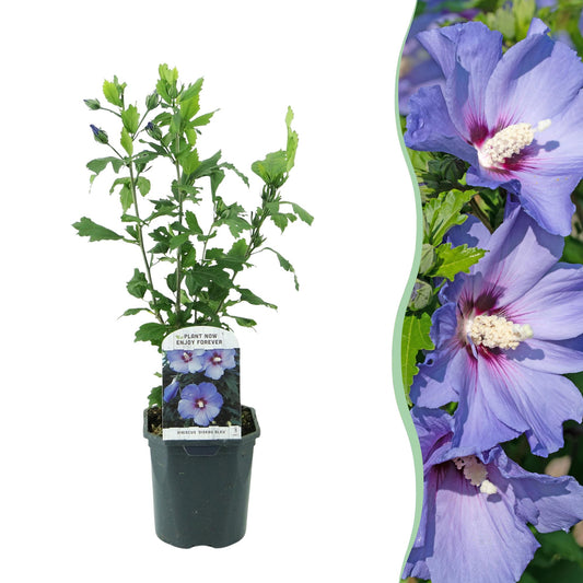 Hibiscus syriacus 'Oiseau Blue' - Altheastruik - hoogte 45cm