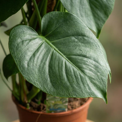 Monstera Deliciosa mosstok - Gatenplant - pot 19cm - hoogte 90cm