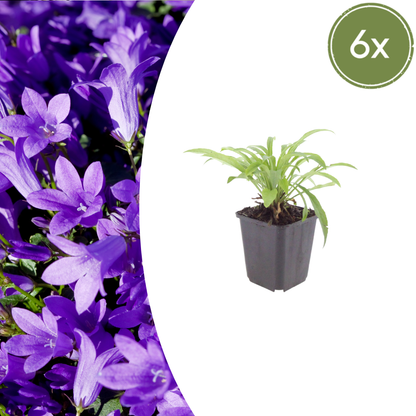Campanula persicifolia ‘Coerulea' - Klokjesbloem