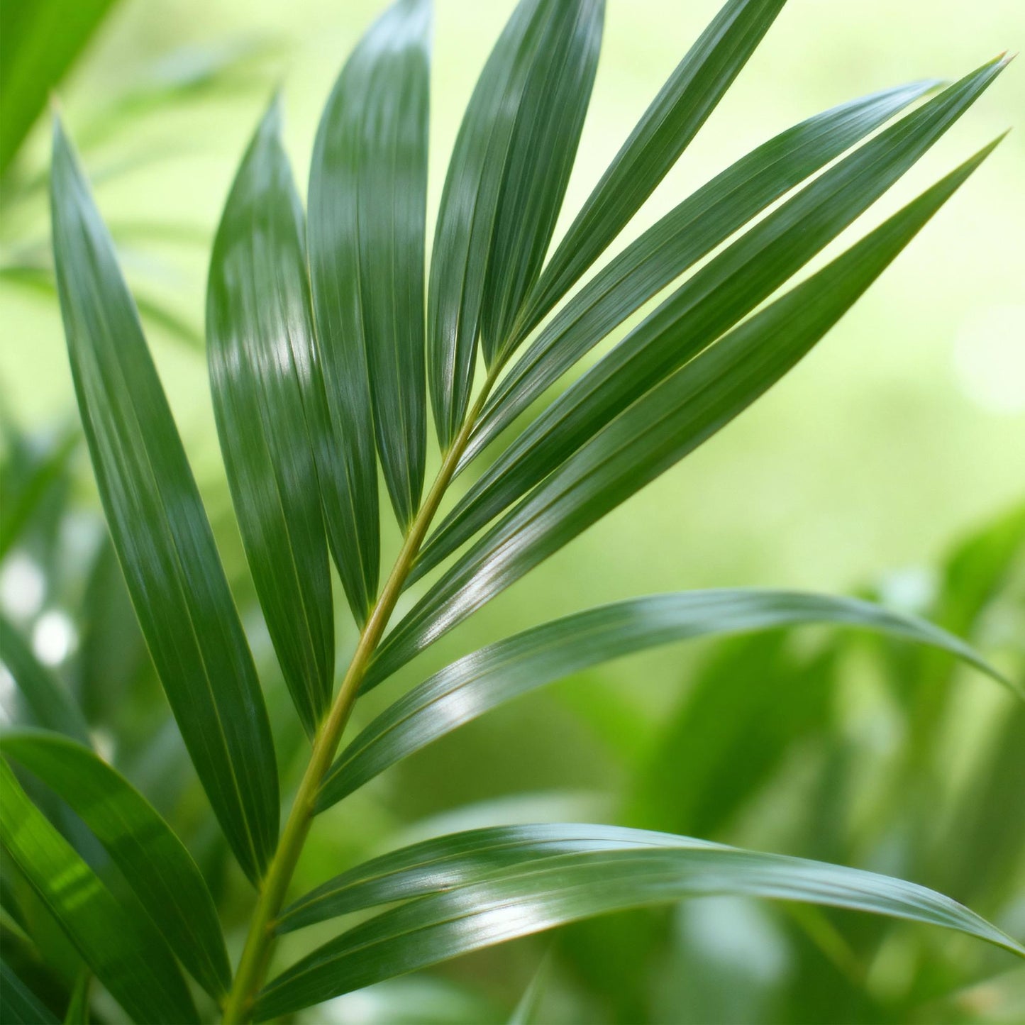 Green boutiQ - Kamerplant - Howea Forsteriana - Kentia Palm - Weinig Onderhoud - Groen - 1 Plant - met Mand - Pot 21cm - Hoogte 120-130cm