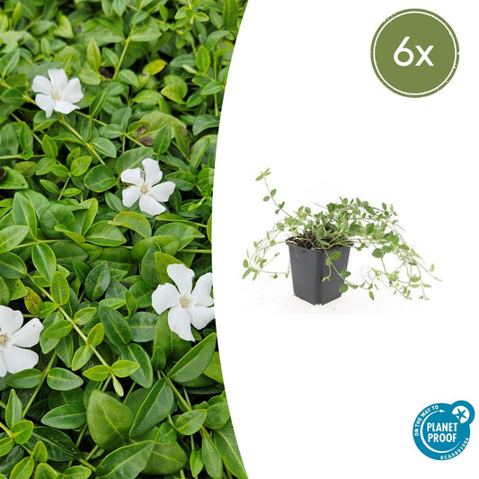 Vinca minor 'Gertrude Jekyll' - kleinbladige Maagdenpalm