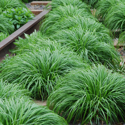 Green boutiQ - Siergrassen - Carex oshimensis Intense Green - Groen - 1 Plant - Groenblijvend - Winterhard - Pot 17cm Hoogte 50cm