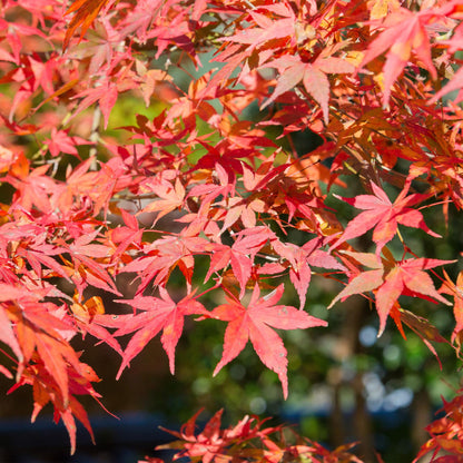 Acer palmatum 'Shaina' - Japanse Esdoorn - hoogte 70cm