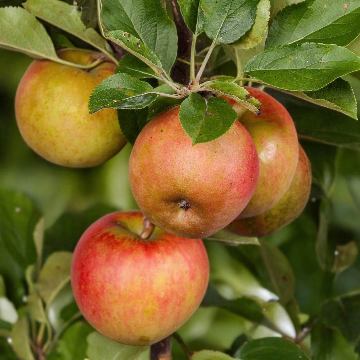 Malus domestica 'Elstar' - Appelboom - hoogte 90cm