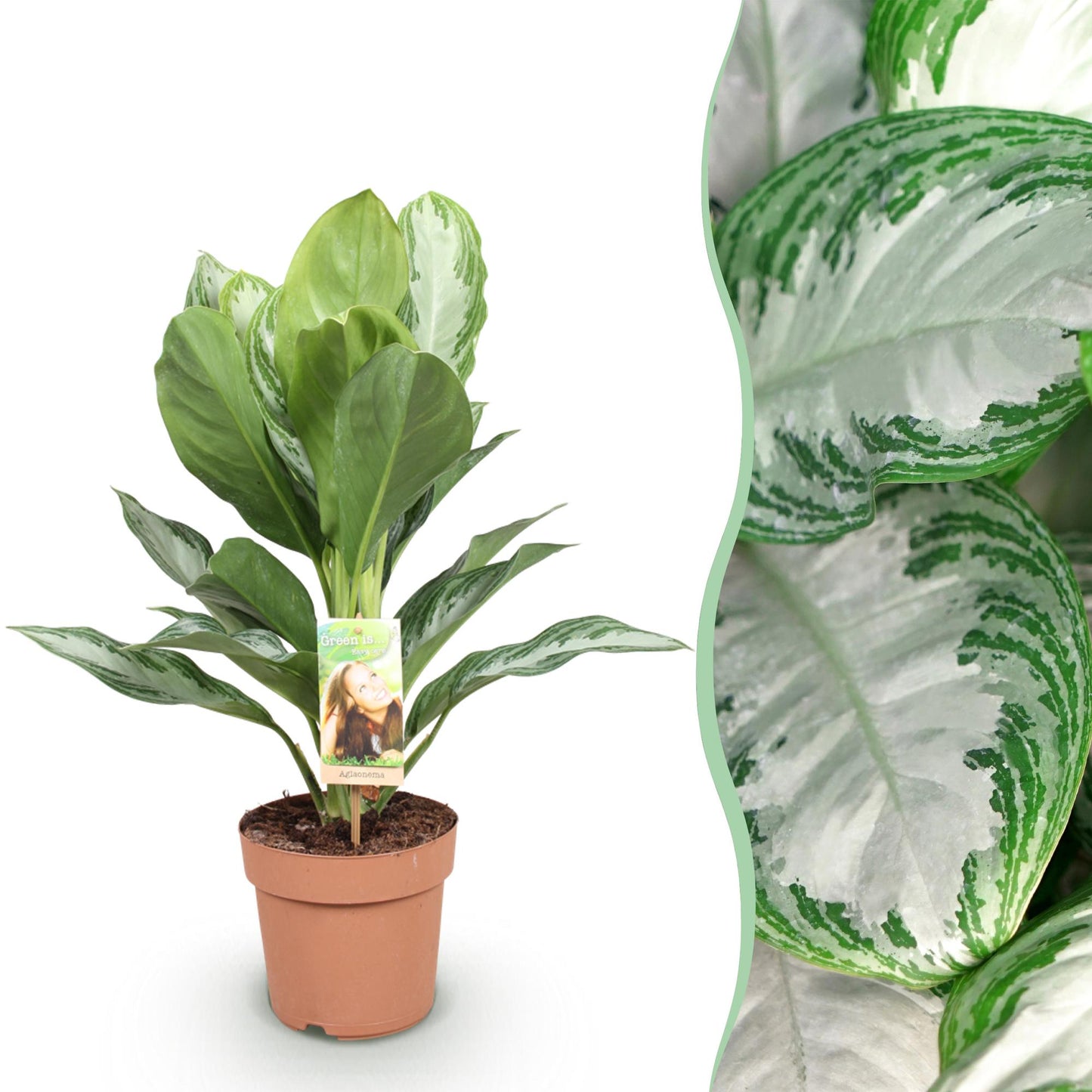 Aglaonema Silver Bay - Zilverblad - pot 17cm - hoogte 70-75cm