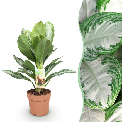 Aglaonema Silver Bay - Zilverblad - pot 17cm - hoogte 70-75cm