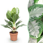 Aglaonema Silver Bay - Zilverblad - pot 17cm - hoogte 70-75cm