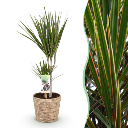 Dracaena Marginata - Drakenbloedboom - incl. mand - 1 plant - pot 17cm - hoogte 70-80cm