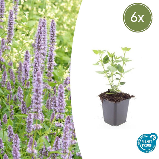 Agastache 'Blue Fortune' - Dropplant