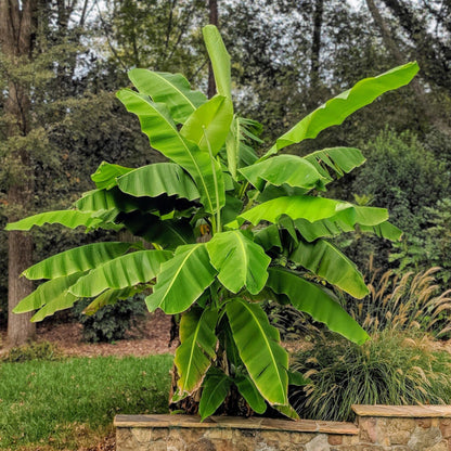Musa 'Basjoo' - winterharde Bananenboom - 2 planten - Pot 15cm - Hoogte 50cm