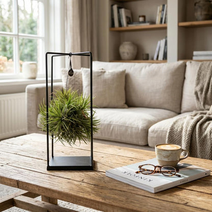 Tillandsia Luchtplant in Decor - Ø 14 cm - Hoogte: 37 cm