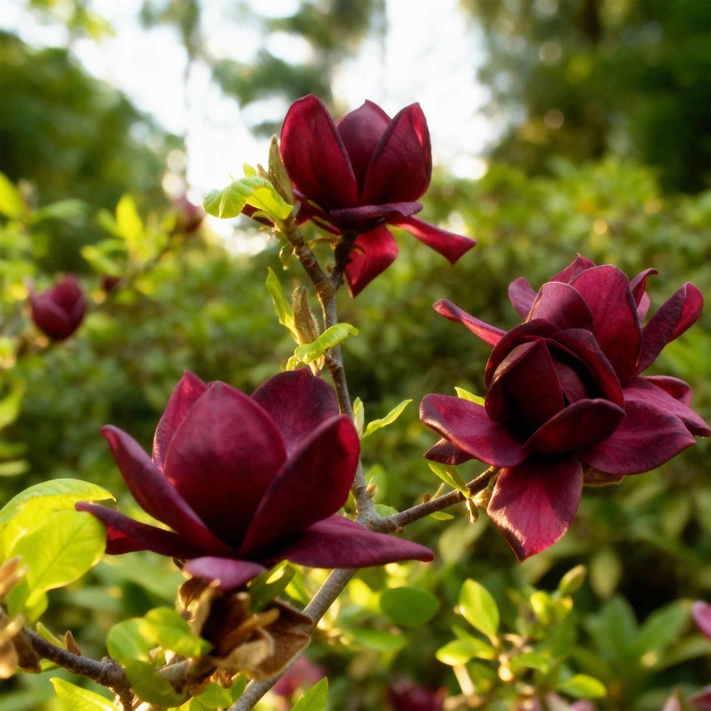 Magnolia 'Genie' - Magnolia - hoogte 30cm