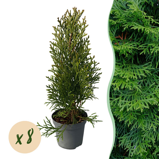 Thuja occidentalis 'Smaragd' - Westerse Levensboom - hoogte 30cm