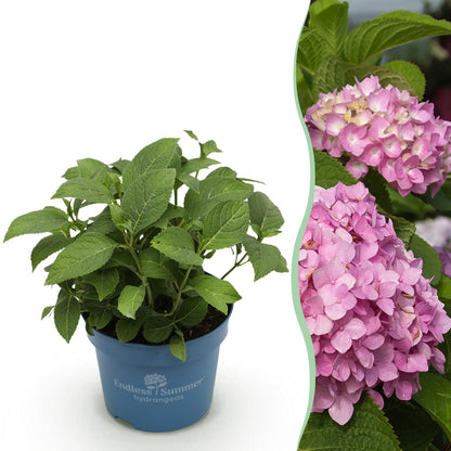 Hydrangea 'Endles Summer The Original Pink' - Roze Hortensia - hoogte 20-25cm