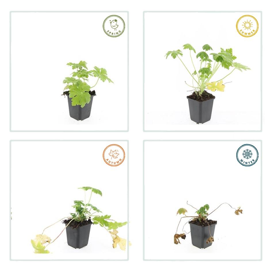 Geranium macrorrhizum 'Spessart' - Ooievaarsbek