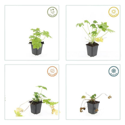 Geranium macrorrhizum 'Spessart' - Ooievaarsbek
