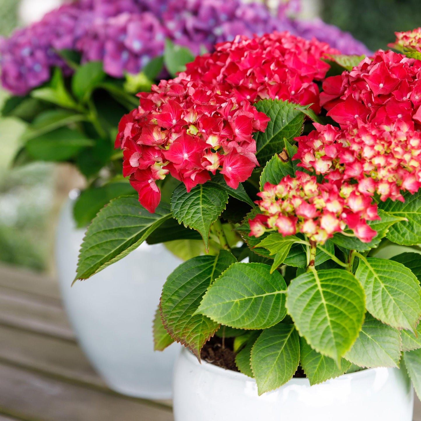 Hydrangea 'Forever & Ever Red' - Rode Hortensia - 7-12 bloemen - hoogte 55cm
