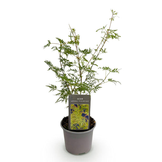 Acer palmatum 'Emerald Lace' - Japanse Esdoorn - hoogte 35cm