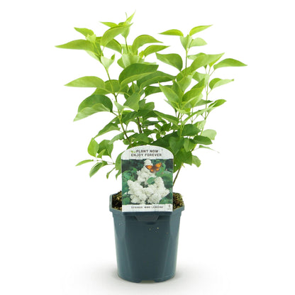 Syringa vulgaris mme Lemoine - Gewone Sering - hoogte 45cm