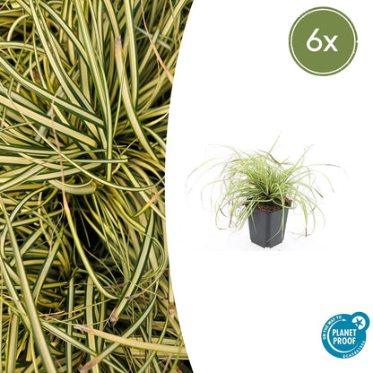 Carex oshimensis 'Evergold' - Japanse Zegge