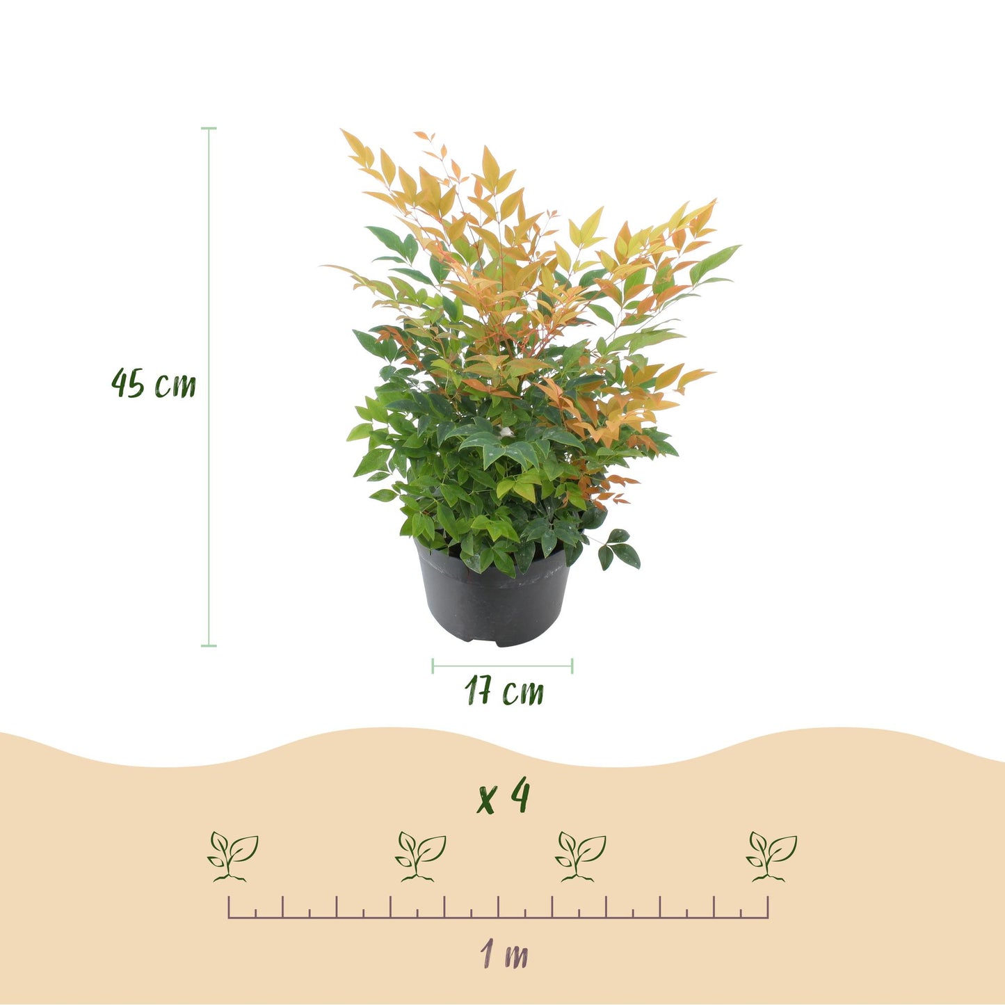 Nandina 'Gulfstream' - Schijnbamboe - hoogte 45cm
