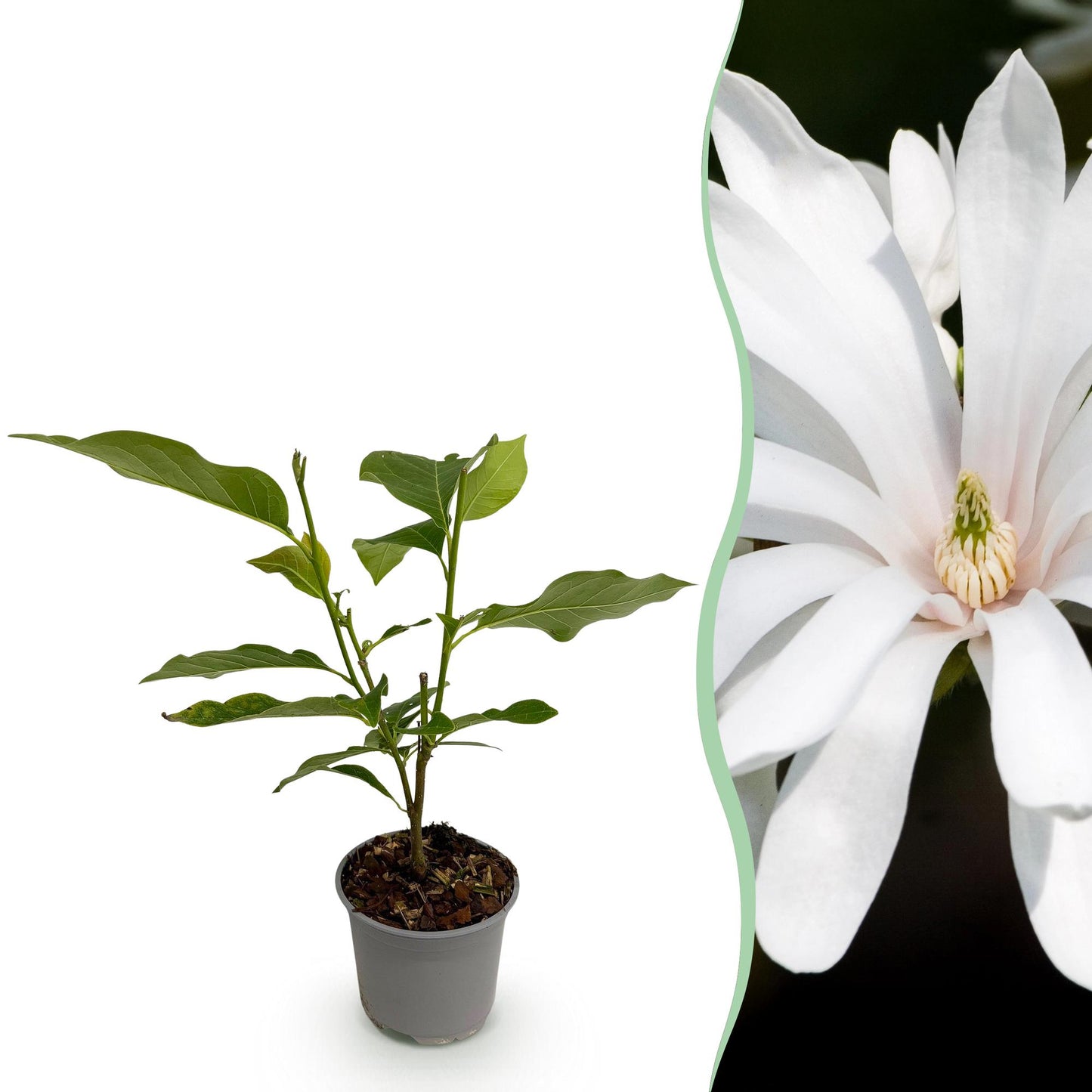 Magnolia stellata 'Royal Star' - Stermagnolia - hoogte 30cm