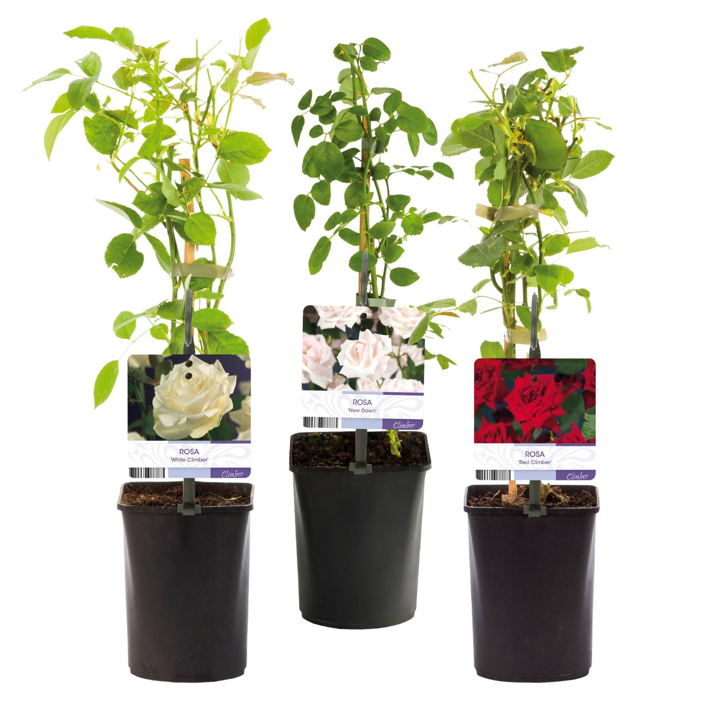 Klimrozenmix 'Tricolour' - Bloemen;  roze, wit & rood