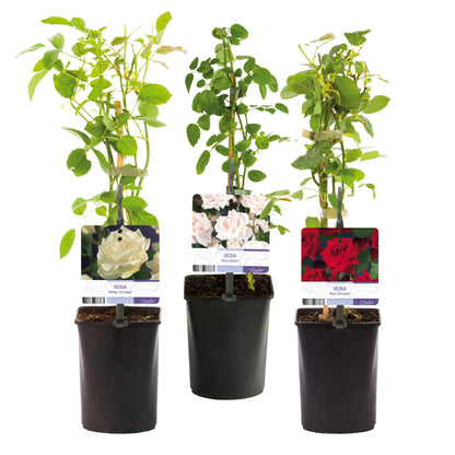 Klimrozenmix 'Tricolour' - Bloemen;  roze, wit & rood