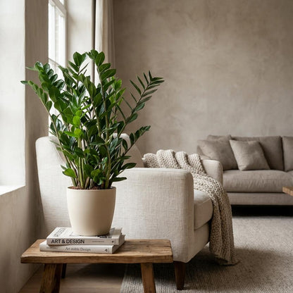 Zamioculcas Zamiifolia met Potter wit - 80cm - Ø21