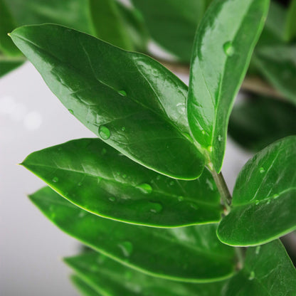 Zamioculcas - ZZ-plant - incl. mand - pot 17cm - hoogte 65-75cm