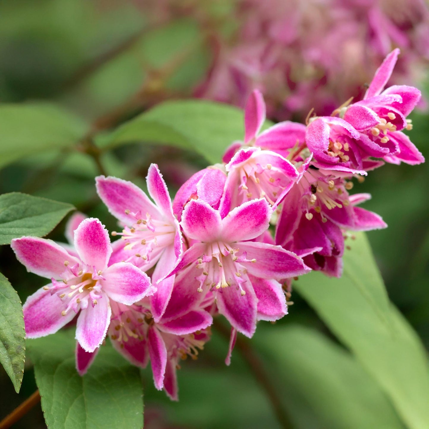 Deutzia 'Strawbery Fields' - Bruidsbloem - hoogte 45cm