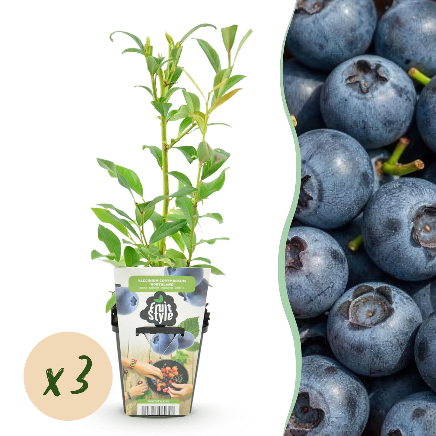 Vaccinium corymbossum 'Northland' - Blauwe bes - 3 planten -Pot 9cm