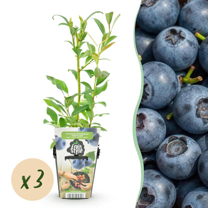 Vaccinium corymbossum 'Northland' - Blauwe bes - 3 planten -Pot 9cm