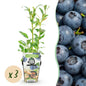 Vaccinium corymbossum 'Northland' - Blauwe bes - 3 planten -Pot 9cm