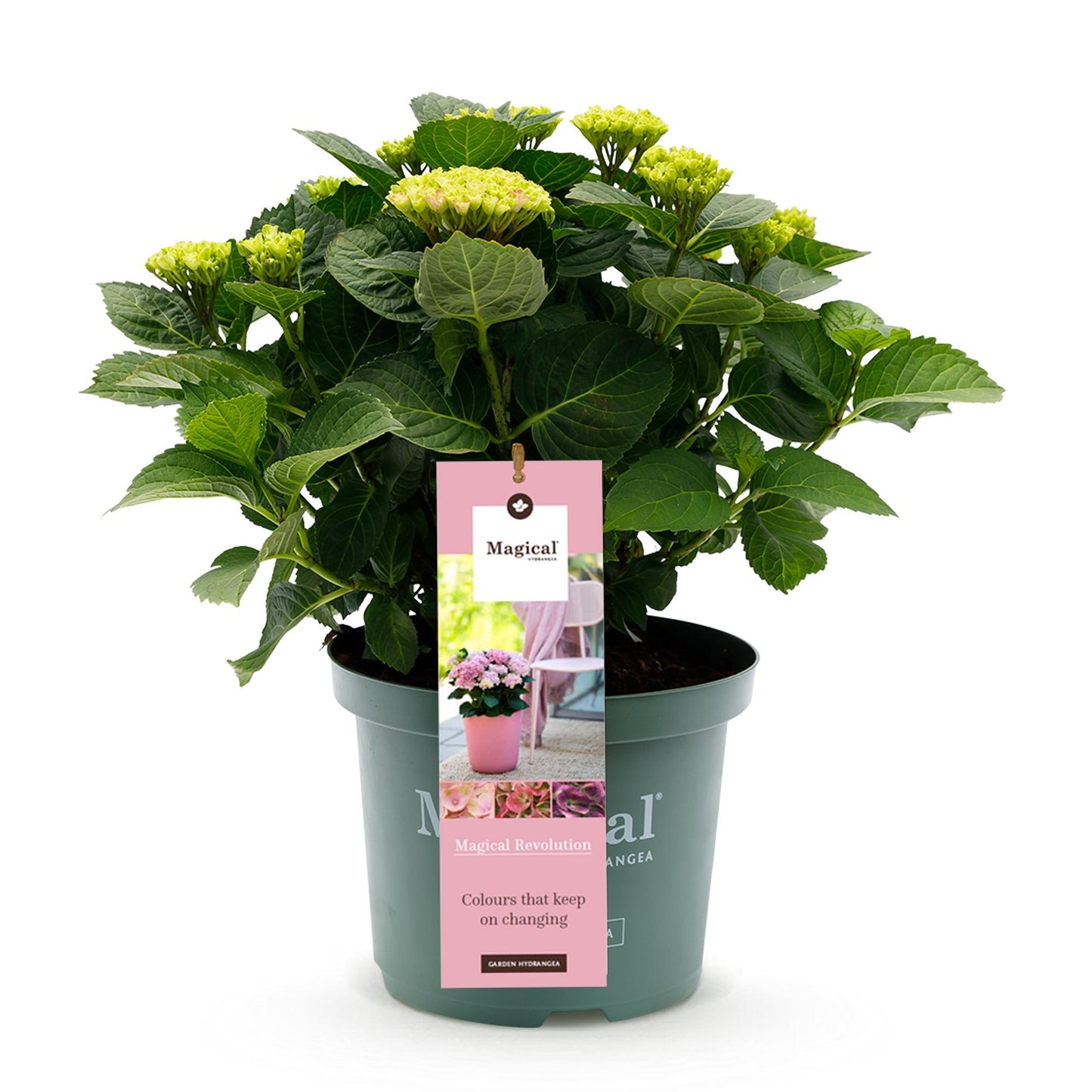 Hydrangea 'Magical Revolution Pink' - Roze Hortensia - 6-10 Bloemen - hoogte 55cm