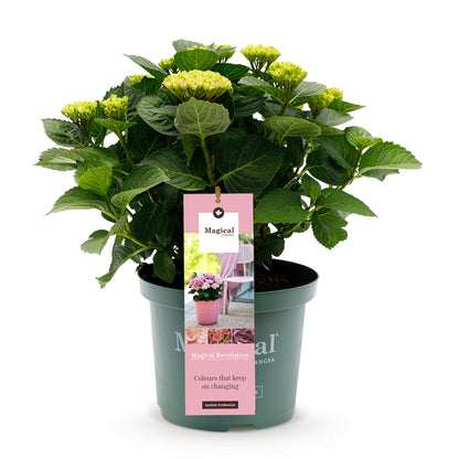 Hydrangea 'Magical Revolution Pink' - Roze Hortensia - 6-10 Bloemen - hoogte 55cm