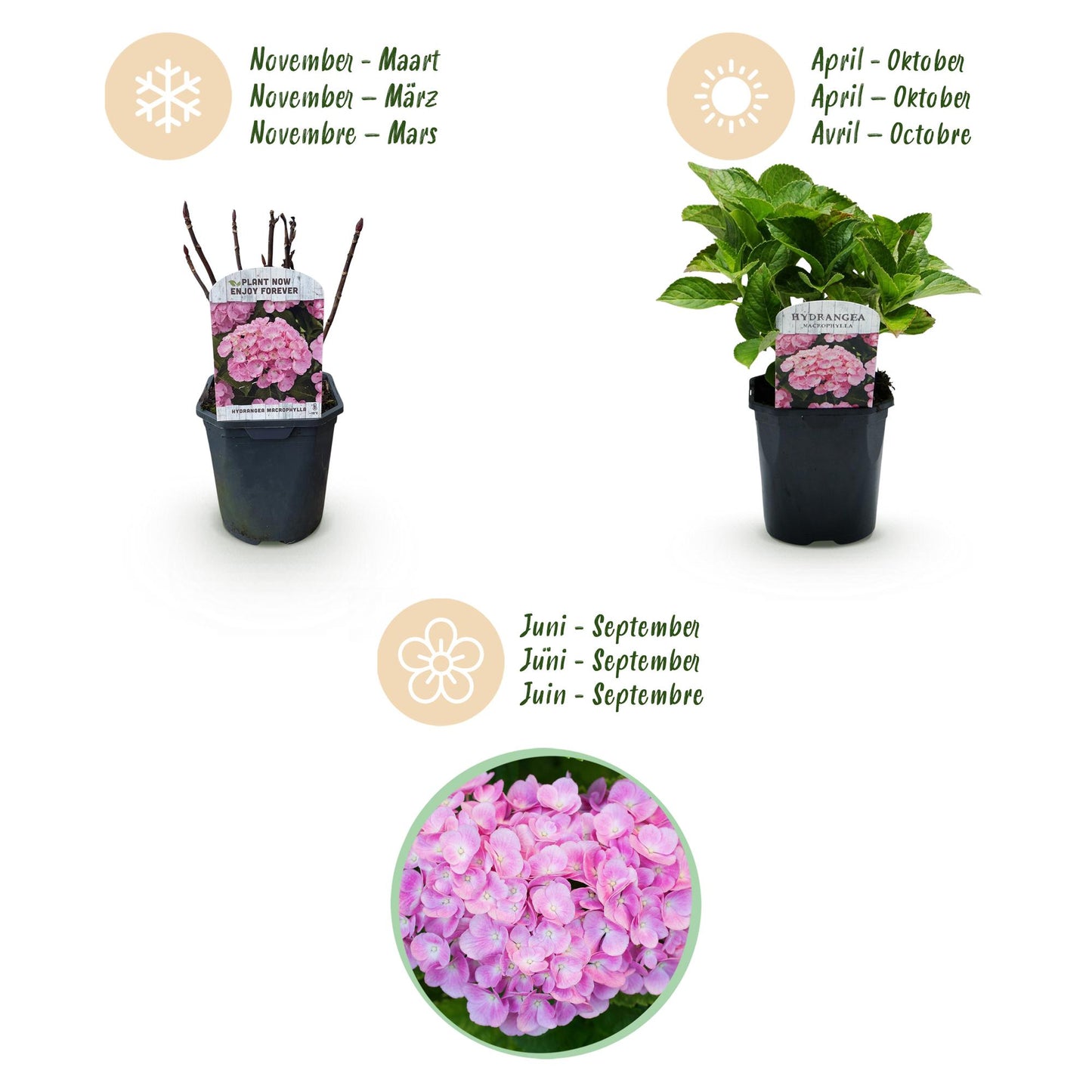 Hydrangea macrophylla 'Pink' - Bolhortensia - hoogte 30cm