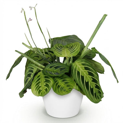 Green boutiQ - Kamerplant - Maranta Fascinator Lemon Lime - Gebedsplant - Huisdiervriendelijke Plant - Groen - 1 Plant - met Potter Wit - Pot 12cm - Hoogte 25cm