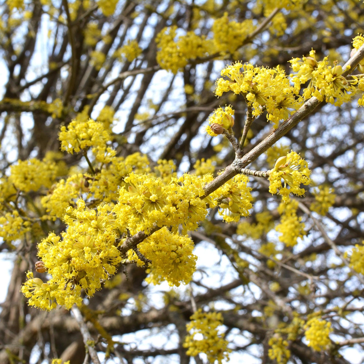 Cornus mas - Kornoelje - hoogte 35cm