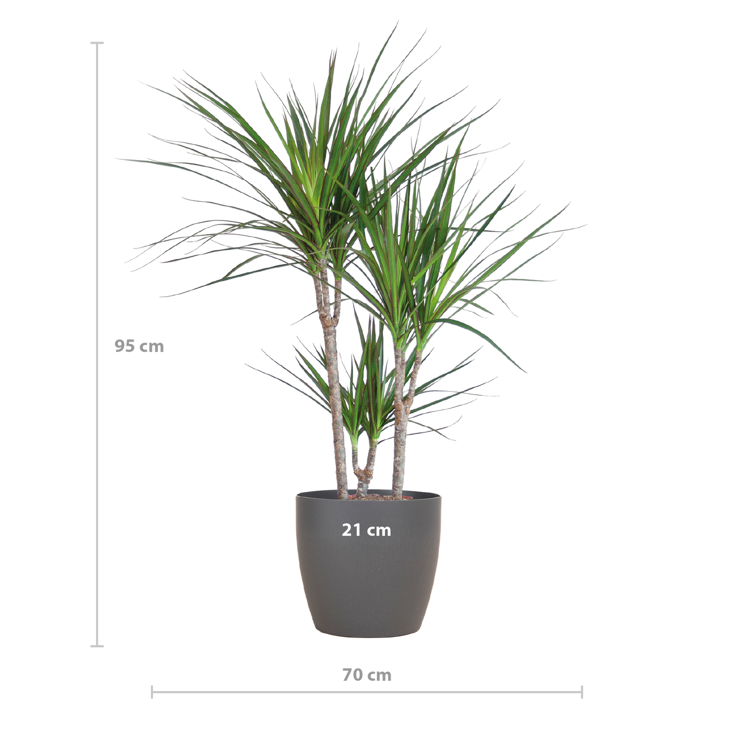 Dracaena Marginata met Potter pot grijs - 95cm - Ø21