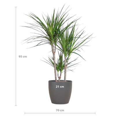 Dracaena Marginata met Potter pot grijs - 95cm - Ø21