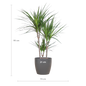 Dracaena Marginata met Potter pot grijs - 95cm - Ø21