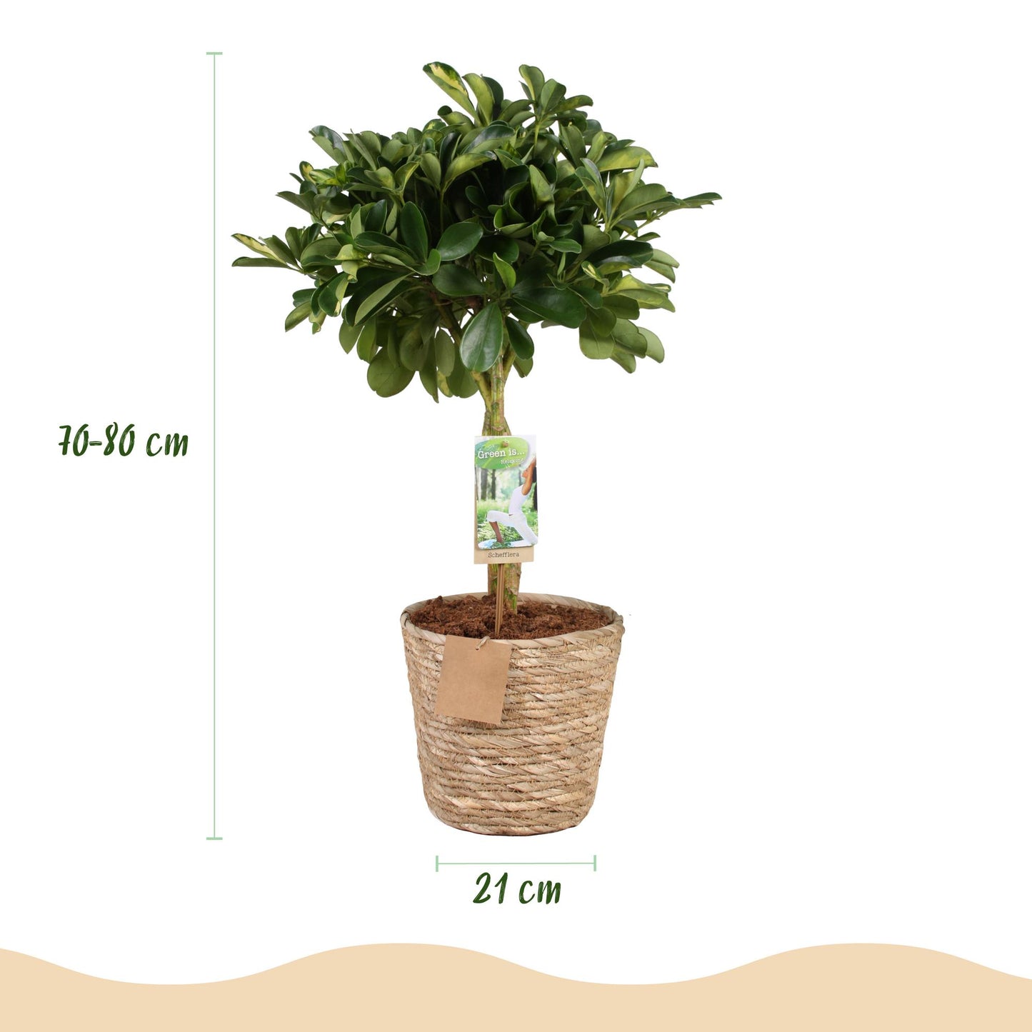 Schefflera Gold Capelle - Vingerboom - incl. mand - pot 21cm - hoogte 70-81cm