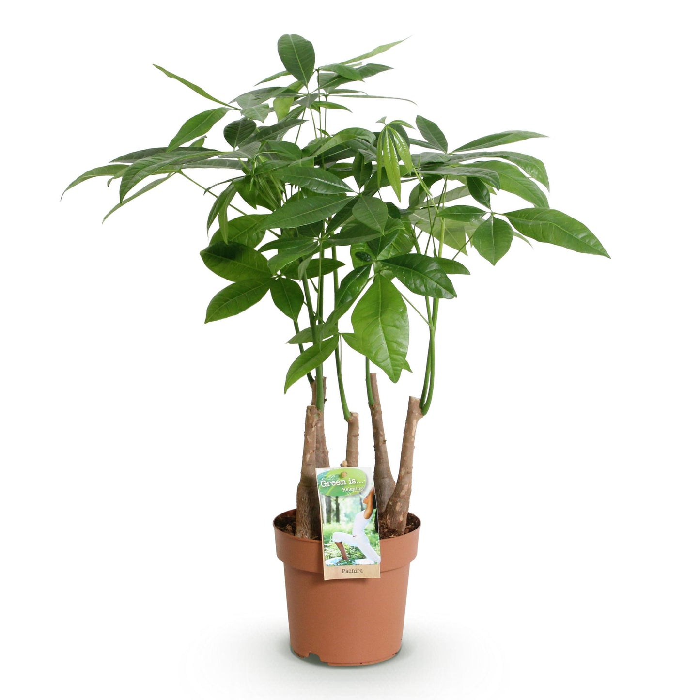 Pachira Aquatica multi stam - Geldboom - pot 17cm - hoogte 50-55cm