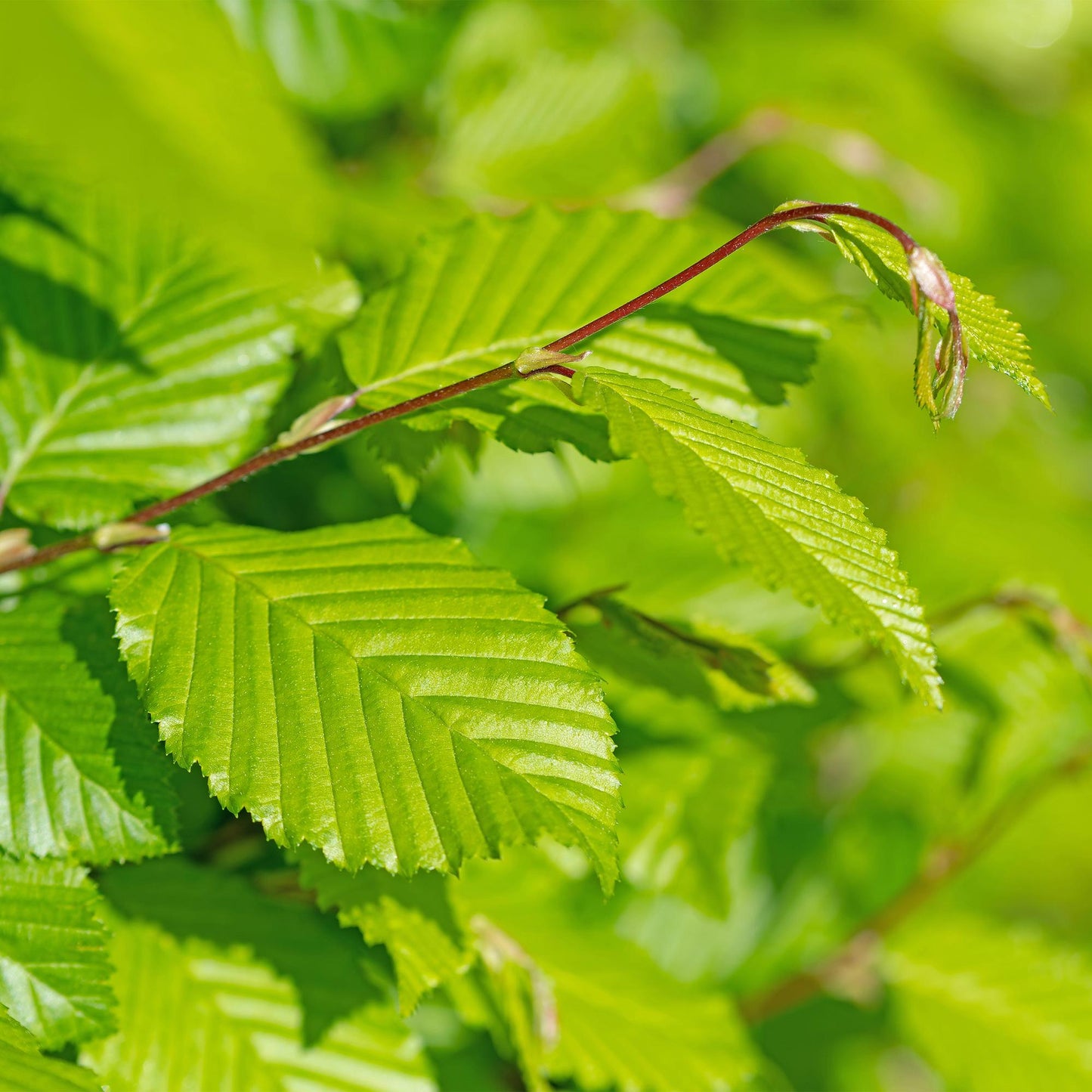 Carpinus betulus - Haagbeuk - hoogte 50-55cm